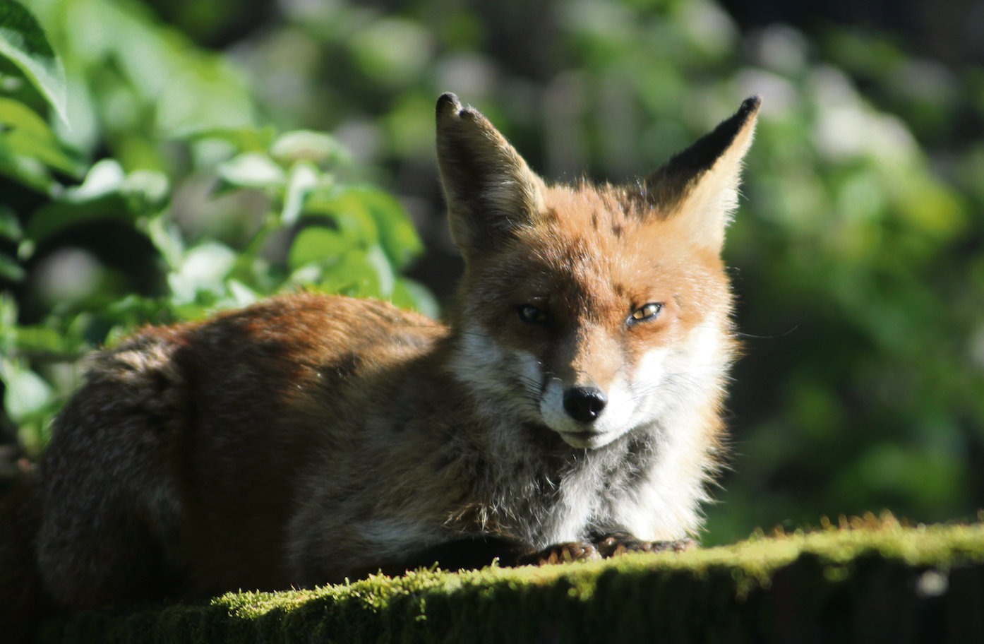 Human male urine deters foxes fox-cnj2