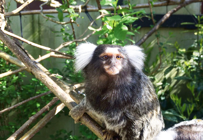 Her owner’s in prison, but Amy’s no longer behind bars Amy common marmoset - CREDIT Monkey World