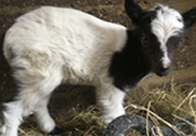 Bagot kid goat_Freightliners City Farm