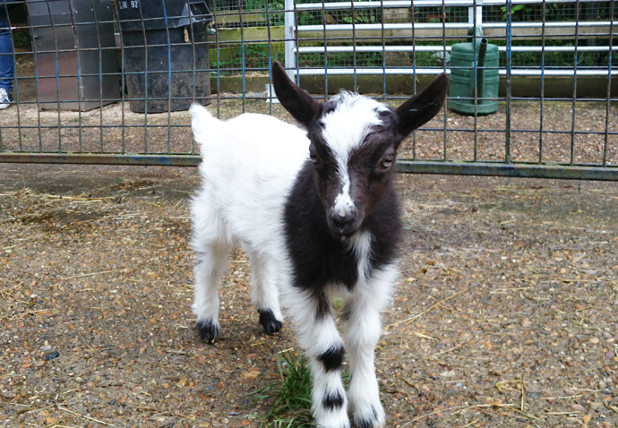Rare goat in search of a name Goat DSC_4447