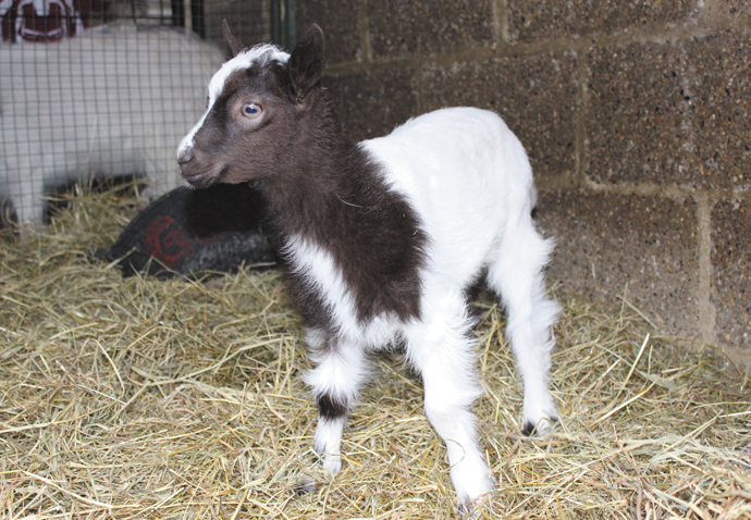 Gretel at Freightliners Farm2