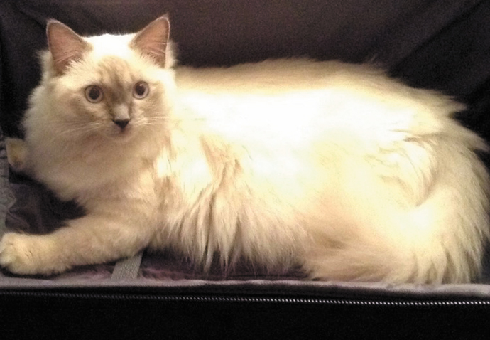 £1,000 reward for return of Snowy Missing cat Snowy