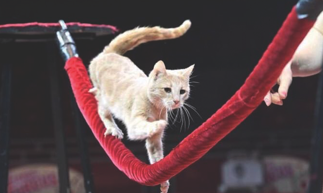 Heath managers book animal-free circus a year on from acrobatic cats protest acrobatic cats zippos
