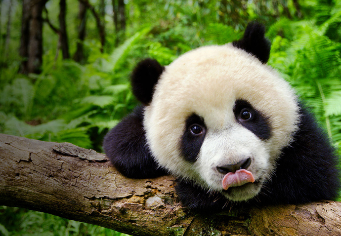 Earth_One Amazing Day_Panda