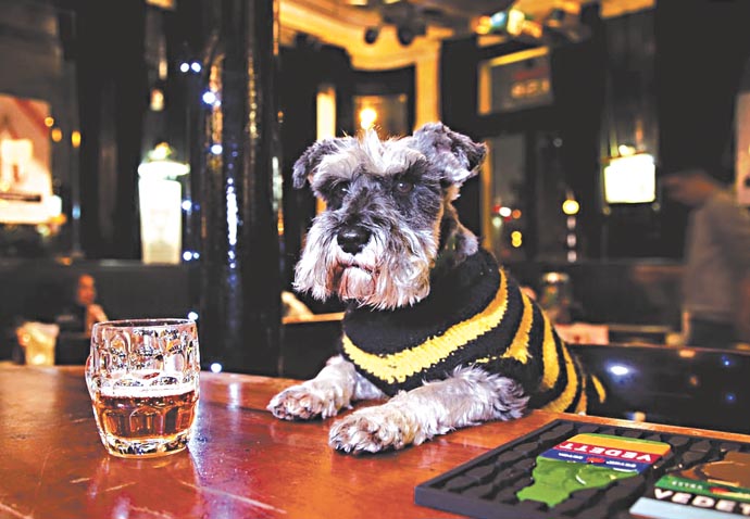 A celebration of the hair of the dog Pearl at the Rosemary Branch pub