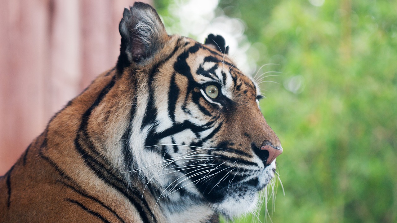 Thousands sign petition against late night events at London Zoo London Zoo tiger pixabay - no attribution needed