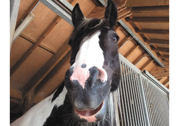 Kids half-term_Kentish Town City Farm_Horse