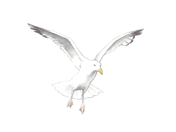 It’s how extinction works! Sadler Seagull