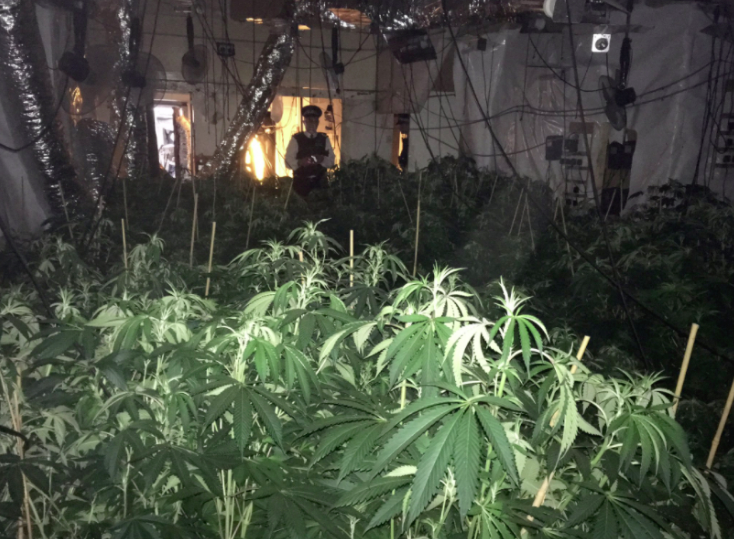 Skunk stink sparks police station evacuation islingtonpolicecannabis
