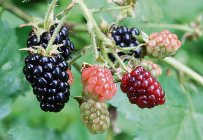 Blackberries are good for you Blackberries