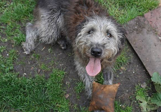 Will you help dogs like Oscar? oscar mayhew