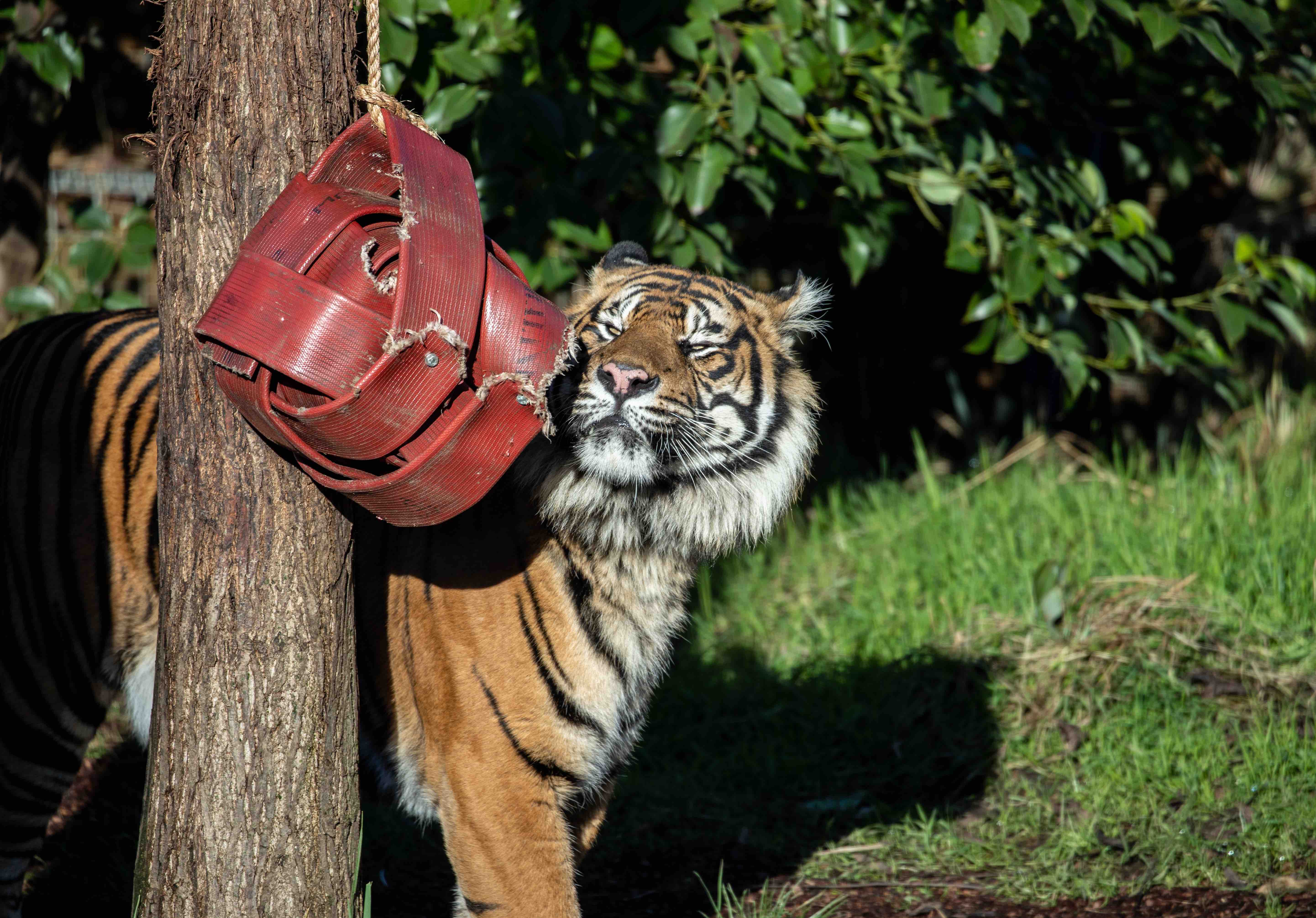 Hello tiger! Melati eyes a handsome mate Asim Sumatran tiger arrives at ZSL London Zoo (c) ZSL