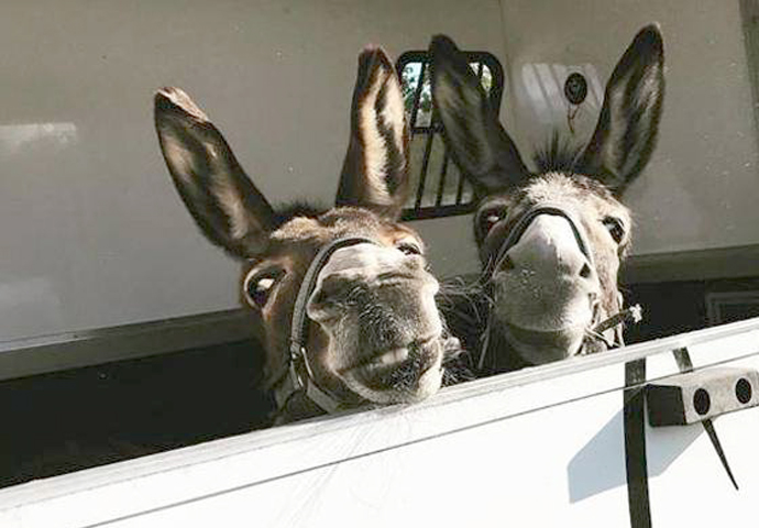 Kentish Town city farm_dora-nora-smiles-LHF-2018