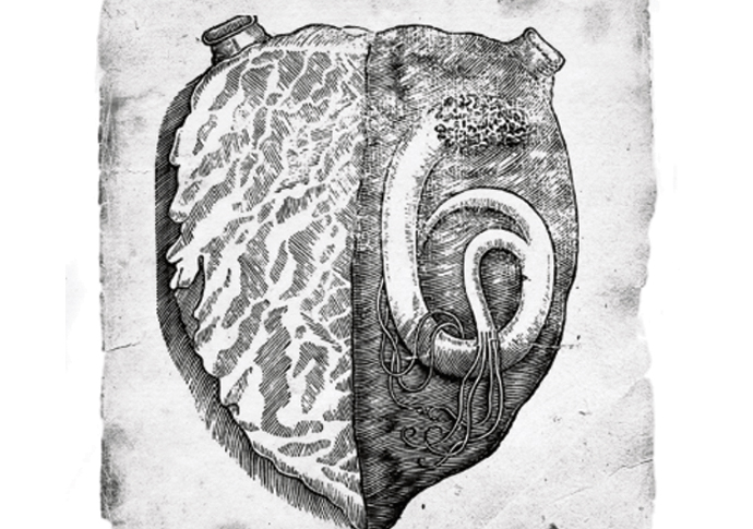Snake heart