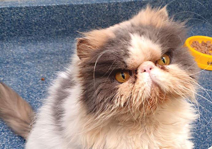 A home for ‘grumpy face’ Agnes Agnes the cat