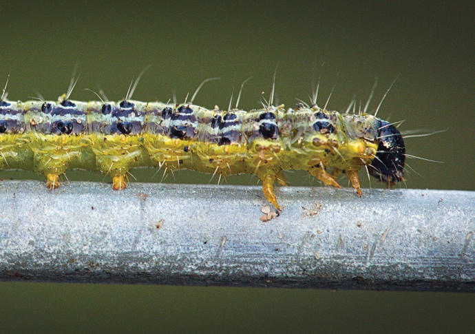 Hungry caterpillar that’s feasting on our Archway gardens Box tree Caterpillar