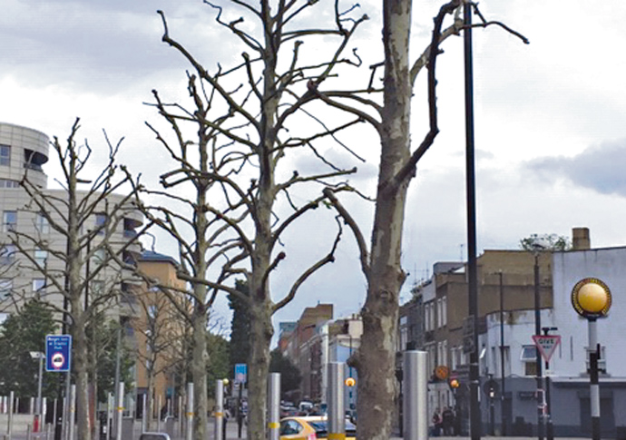 Street trees now sad, bare skeletons Trees outside Emirates Stadium