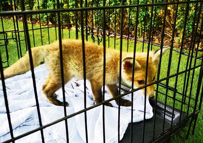 fox cub