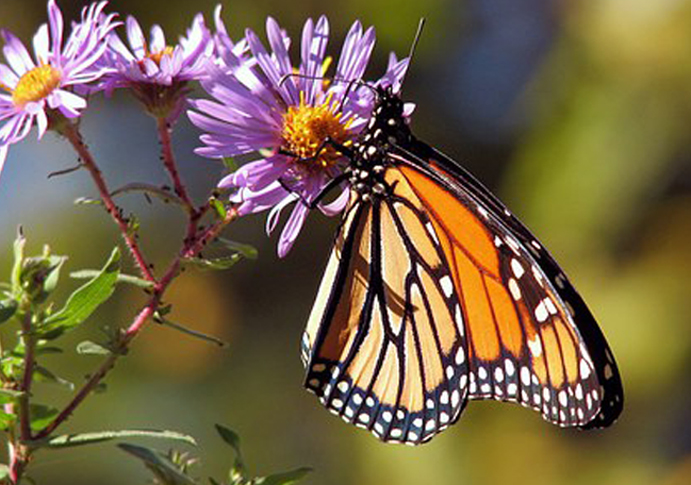 Rainbow Butterfly and Magical Butterfly butterfly