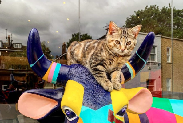 Feline blue? Kitten goes on city wide adventures for therapy cat training quita