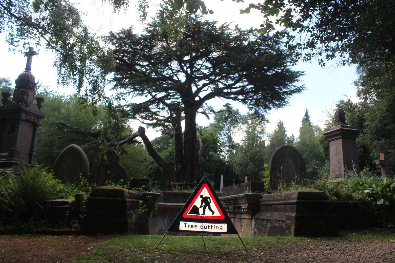 highgate cemetery 250 year-old tree t camden Image 2019-08-07 at 22.11.37