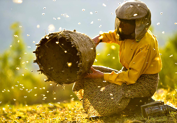 Honeyland – documentary-making that’s the bee’s knees Honeyland 3