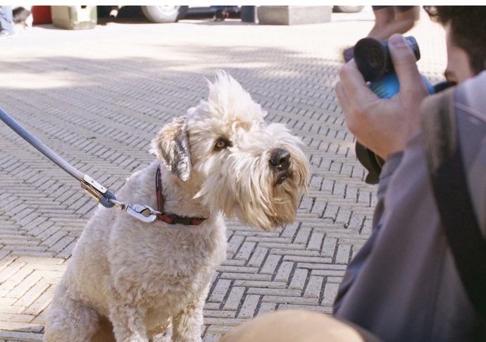 The Dogist (1) cutout