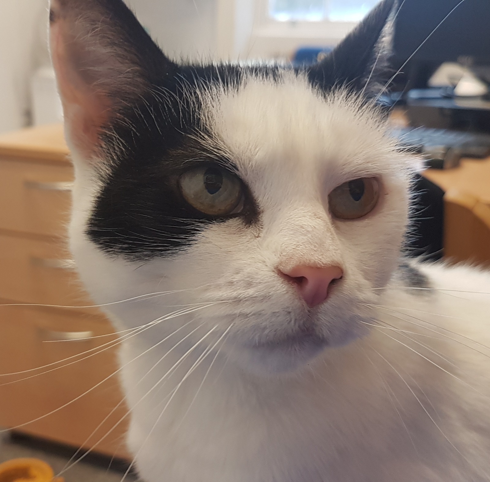 Can you give Bollo a loving home? camden Image 2019-09-04 at 20.14.31