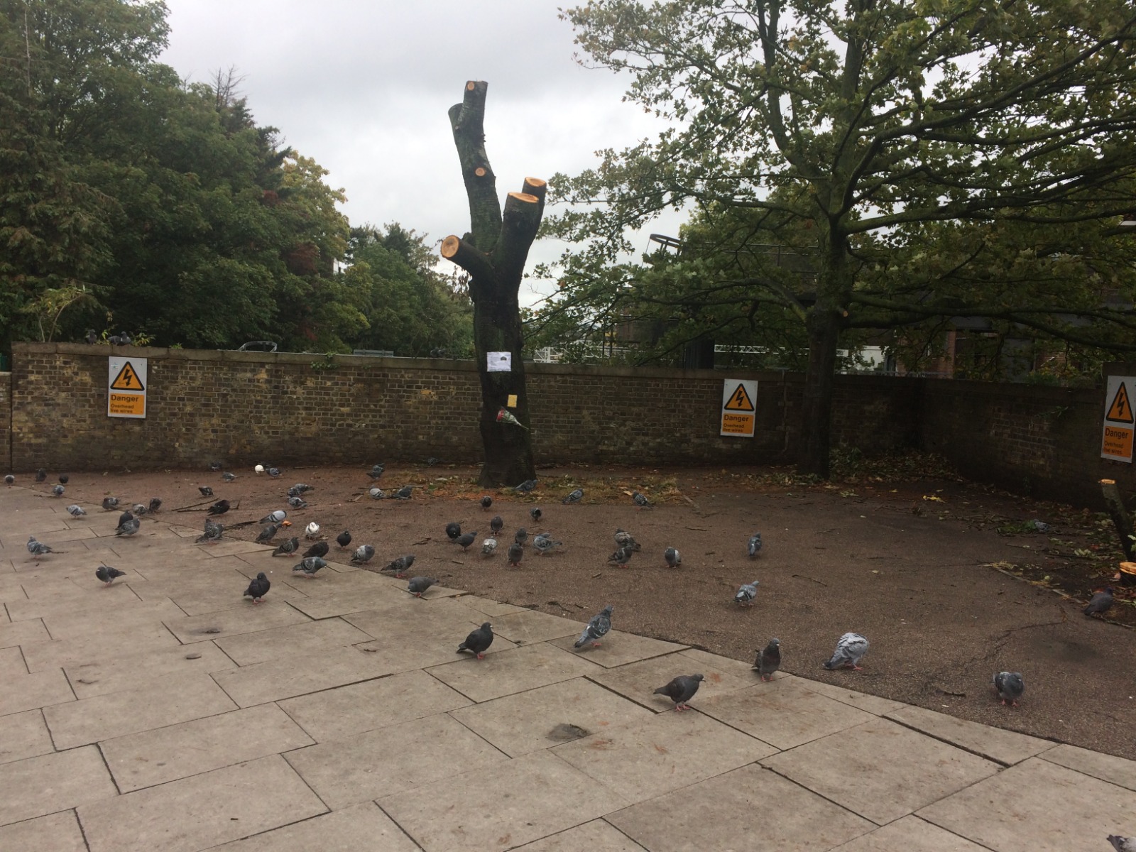 That tree ‘butchery’ looks more like preservation camdennewjournal september 2019 Image 2019-09-27 at 13.43.20 (1)