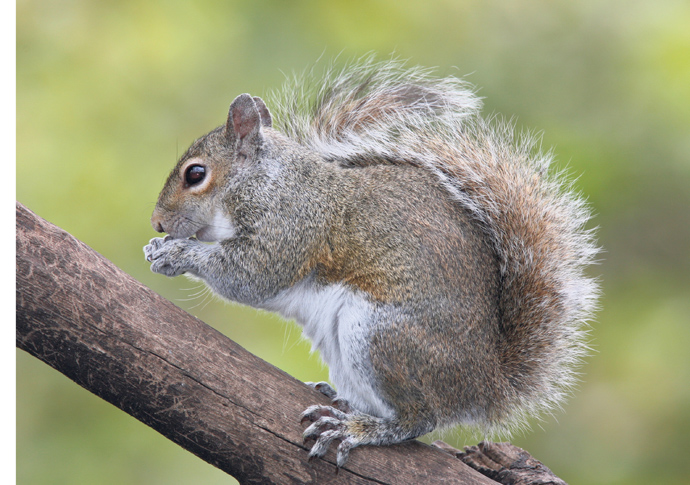GreySquirrel