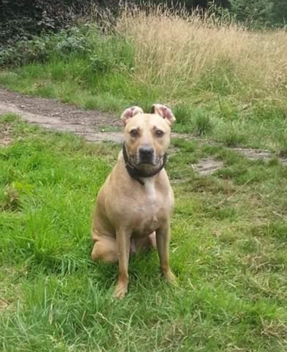 camdennewjournal Image 2019-10-31 at 14.41.48 (2)