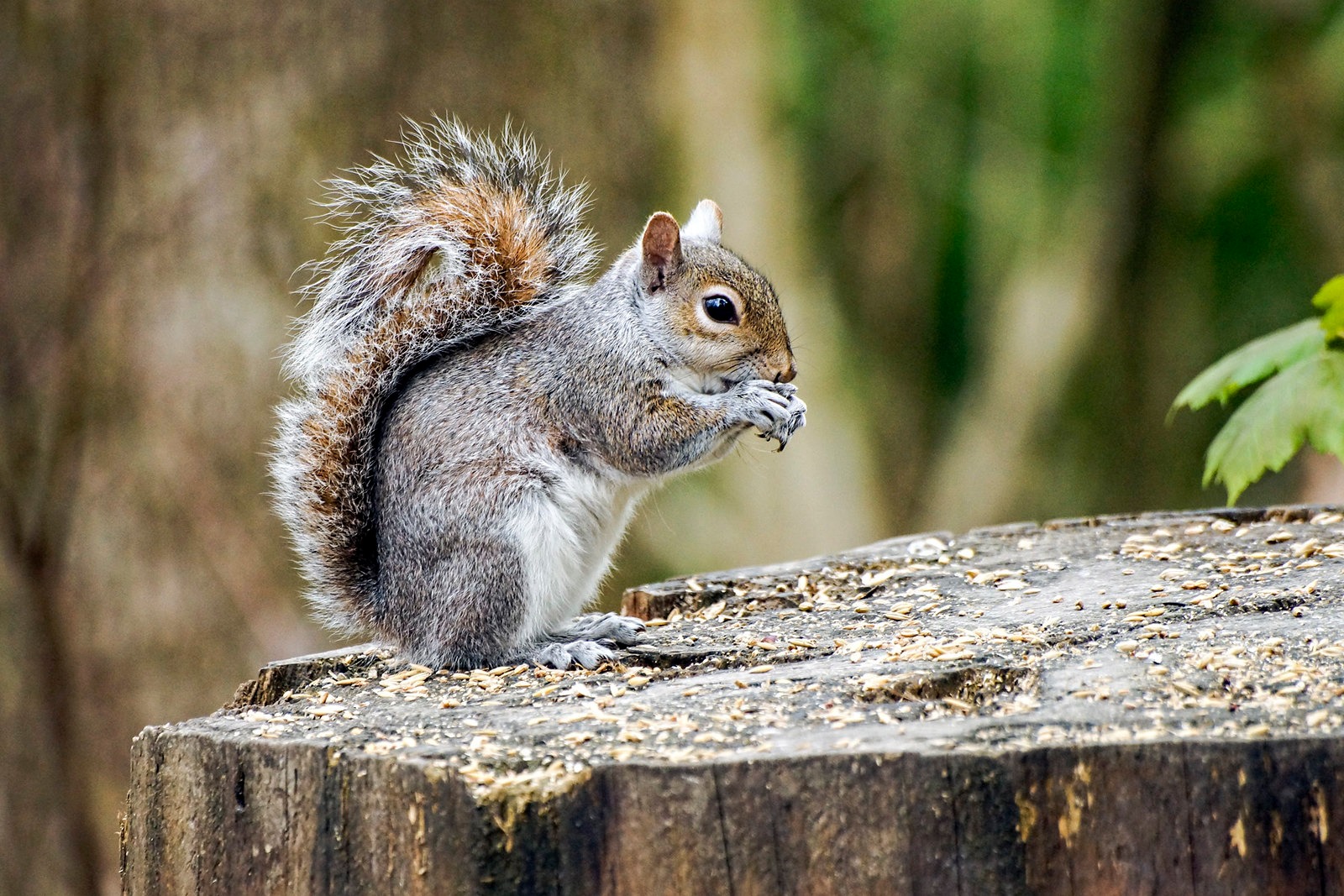 creedit chris sutton camdennewjournal october 2019 Image 2019-10-03 at 11.07.19 (19)