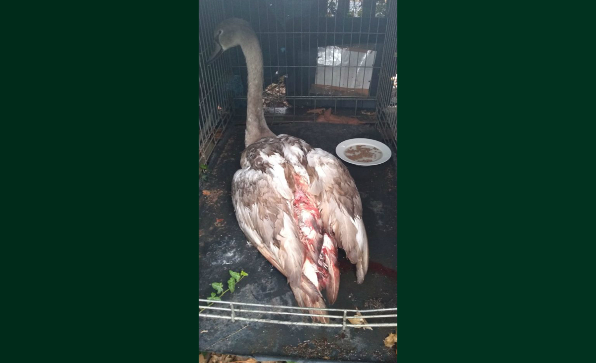 Family of Heath cygnets reduced to five after suspected dog attack collageswan louisa green