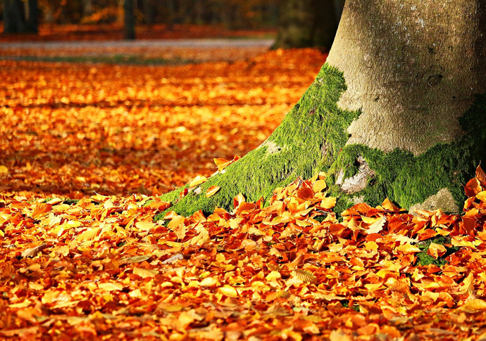 Leaves are a resource we should exploit Autumn leaves