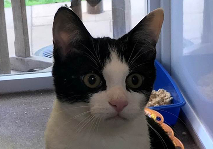 Little Leo fell 30ft from a second floor window – and survived to tell the ‘tail’! Leo cat mayhew