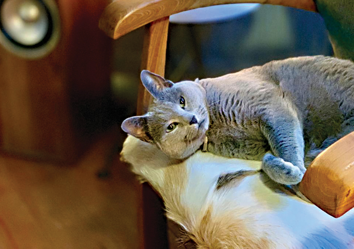 Unhappy ending to Minka saga Missing cat Minka