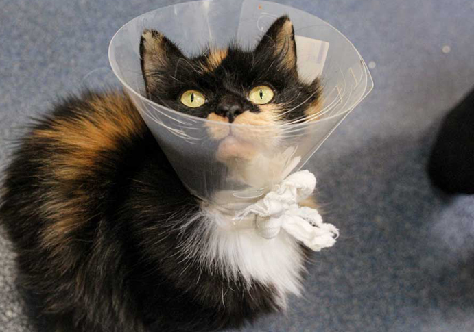 Mayhew Vets help transform life of cat with missing tail little cat with lampshade