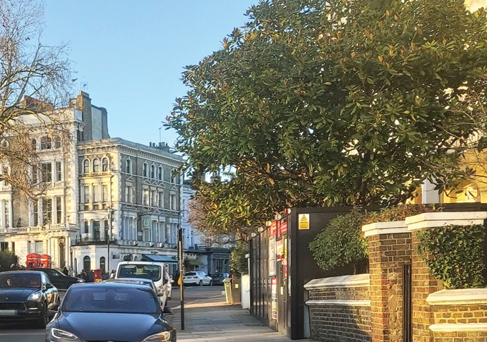 Magnolia tree on the right