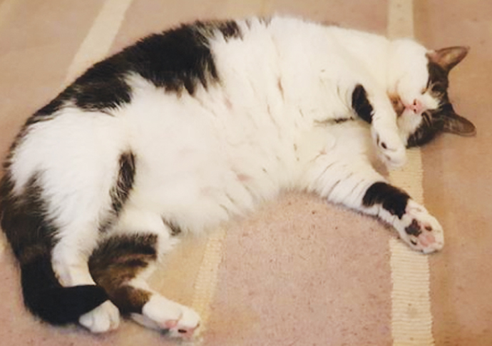 Ruby the cat