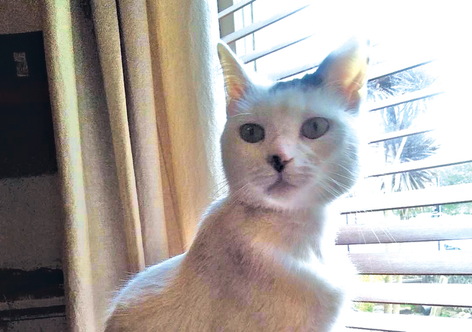 Cat that was trapped on tube is on track for recovery Blitz the cat