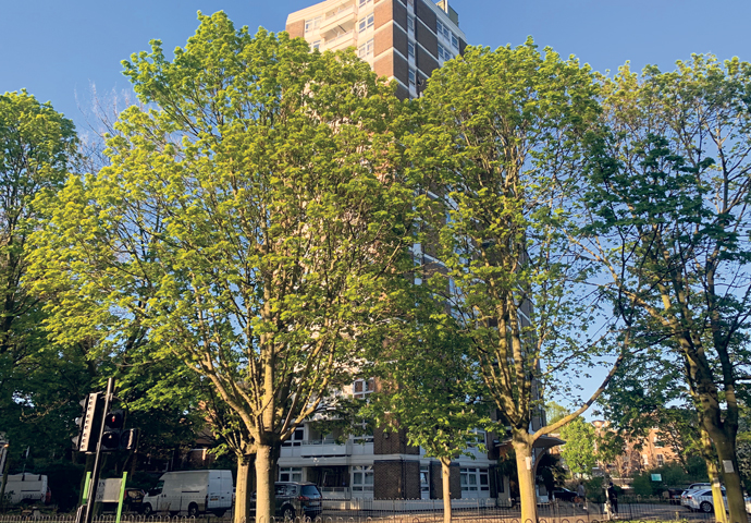 The reasons why the Dixon Clark Court trees must be saved Trees threatened with felling by Islington Council to make way for flats are seen at Dixon Clark Court, Highbury Corner, Islington, London, United Kingdom, 19 April 2020