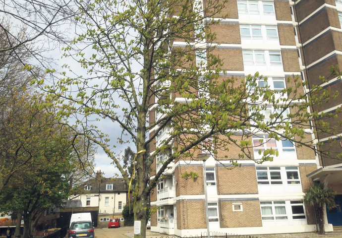 Dixon Clark Court trees