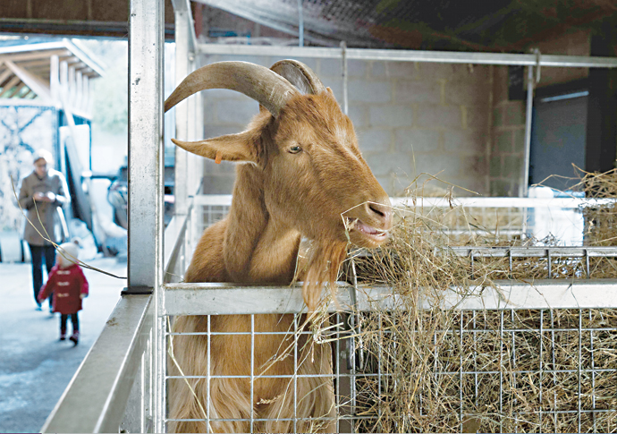 Holloway’s city farm faces funding crisis Freightliners City Farm_credit Joel Davies