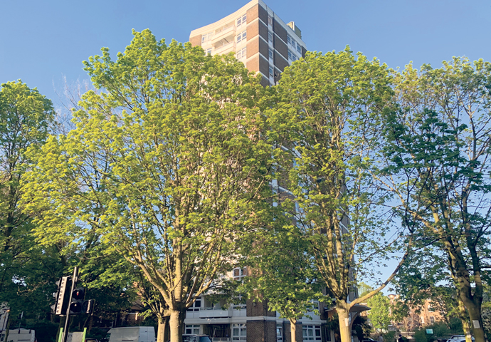 Trees threatened with felling by Islington Council to make way for flats are seen at Dixon Clark Court, Highbury Corner, Islington, London, United Kingdom, 19 April 2020
