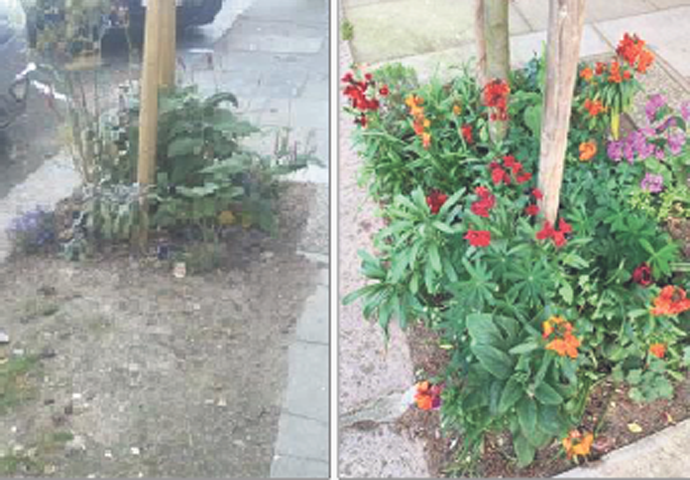 Marsden Street tree pit