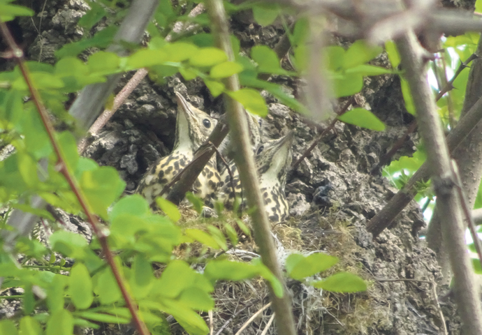 Gardens have become an oasis for the inner-city Taylor letter_thrushes