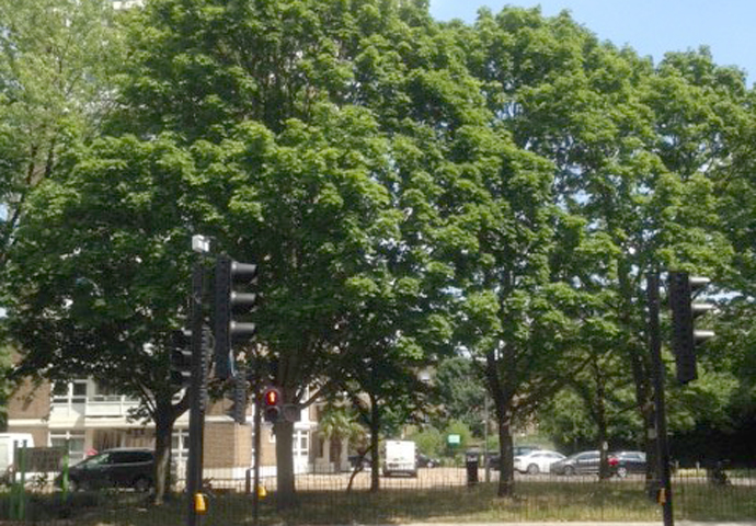 There’s a way to go in pushing the green revival agenda Dixon Clark Court 'little forest'