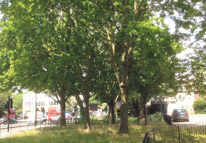 Dixon Clark Court trees_Highbury