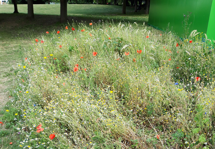 We do realise the importance of the Whittington Park Wedmore Estate meadow