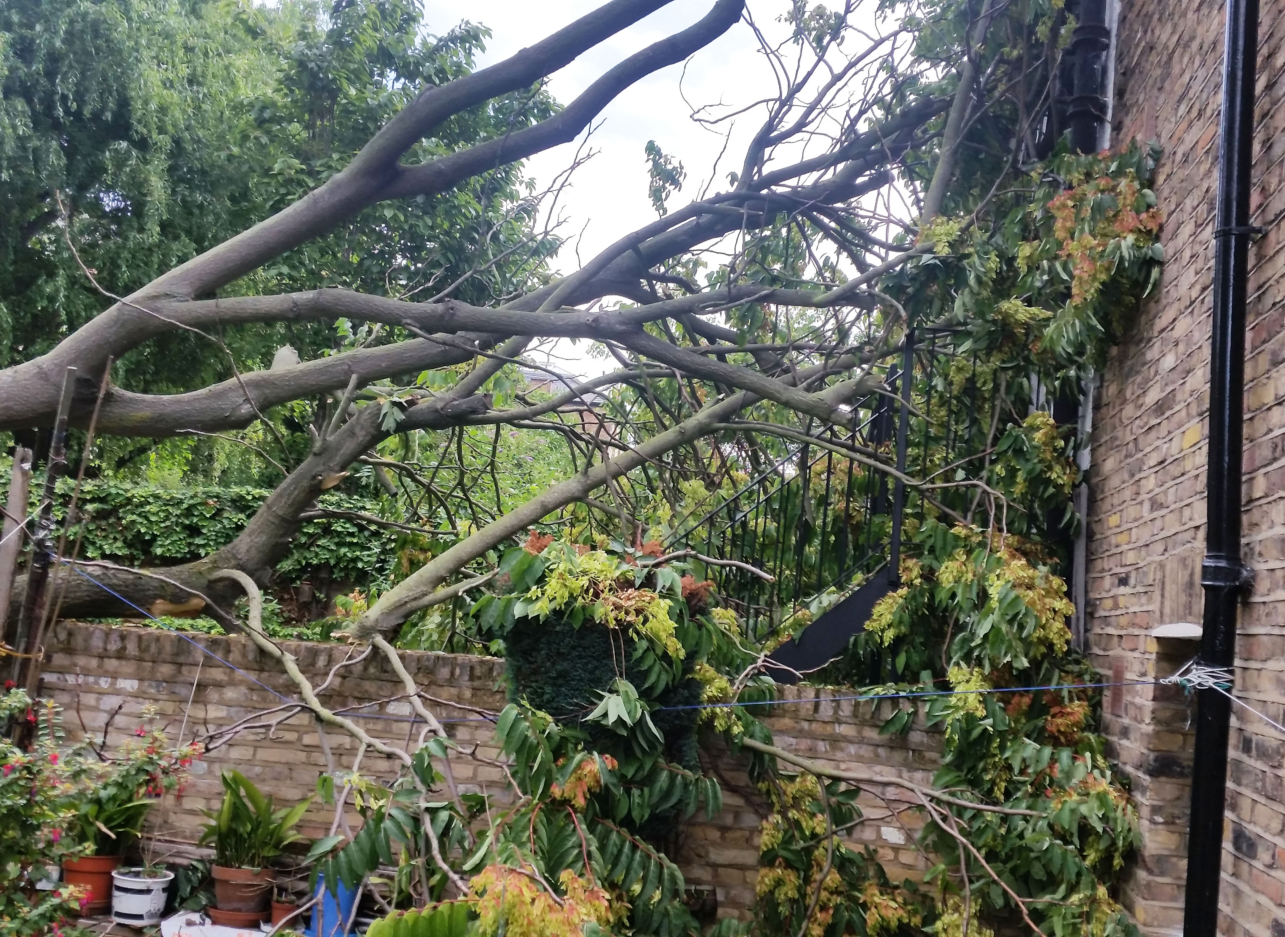 Drayton Park tree 3